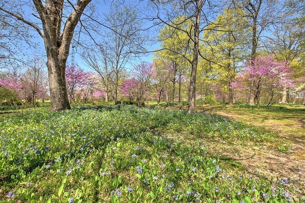 spring flowers